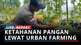 Green House Wisata Petik Melon, Perkuat Ketahanan Pangan Kota Kediri Lewat Sistem Urban Farming