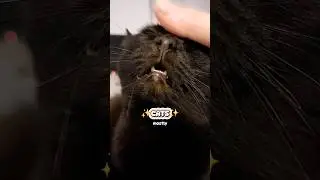Where are my smart girls at?🤨😤 #funnyvideos #blackcats #cats #funny #catmemes #shorts #relatable