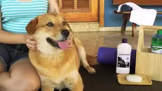 Clorexidina: A Solução Ideal para a Saúde da Pele do Seu Pet