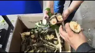 Полешкоруб бензиновый 89642534746