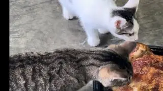 Kiki and Milky are eating together they are so sweet ❤️❤️❤️￼