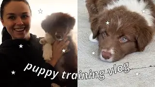 Puppy Training Series | Border Collie puppy with SEPARATION ANXIETY