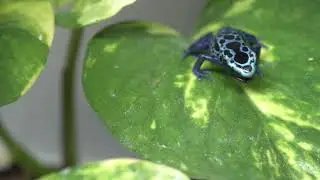 Dart Frog slow motion and Pamphobeteus antinous big black laying its feeding mat