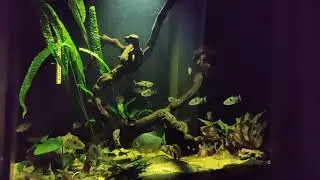 Экзодон парадоксус (Exodon paradoxus), Пиранья Наттерера(Serrasalmus nattereri) и куриная печень.