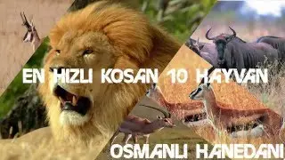 Dünyanın En Hızlı 10 Hayvanı