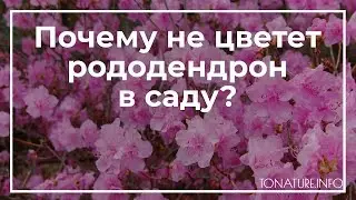 Почему не цветет рододендрон в саду? | toNature.Info
