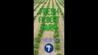 Fresh Filbert Farm in 4K #shorts