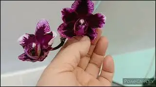 Солнечные ожоги на листьях орхидей!