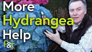 More Hydrangea Help! - Pots & Trowels