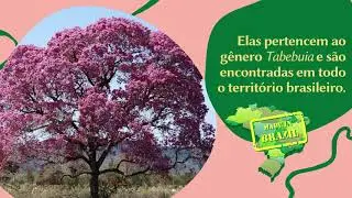 Ipês no Brasil - Professora Ivone Costa Arvellos