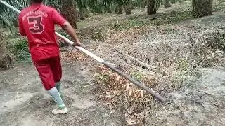 kebun bersih, kemarau  ada saja sawit yang masak
