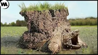 Animales Que Han Olvidado Salir De La Hibernación