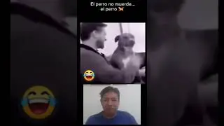 El Perro No Muerde Pero... #perro #perrosdivertidos #perrosgraciosos