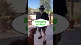 Steeping Lettuce?
