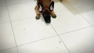 el es JR. jefe hijo de Kiba y el jefe pastor belga Malinois 3 meses y medio vacuna y desparasitado