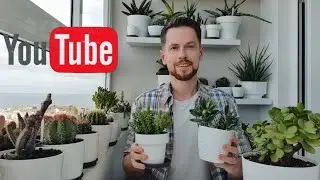 Crassulas. My care and the specimens in my balcony succulent collection.