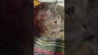 Марусечка , а что на столе были сосиски?