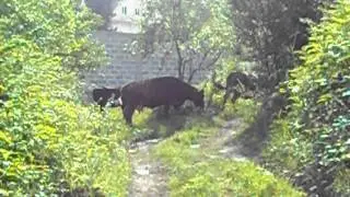 Шмыга=)