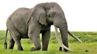 The Elephant 🐘 and the Mouse 🐁: African Folk Tale