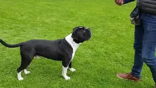 HUNDEN HOPPER OP 👉 SÅDAN STOPPER DU DET I onlinehund.dk 🐾