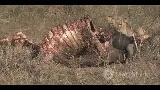 10 Interesting Facts about Hyenas (number 8 is quite unique)