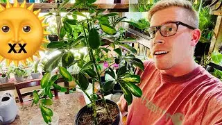Dwarf Umbrella Tree Care in 3 Easy Steps