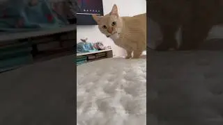 😺Зевс и его игрушка🫶🏻 