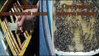 Подсадка неплодной матки Отстроили первую вощину