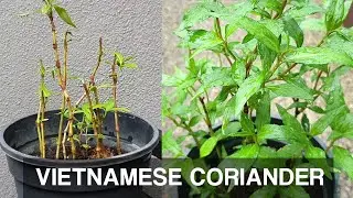 GROW & PROPAGATE VIETNAMESE CORIANDER | RAU RAM | KESUM in less than 4 weeks!