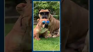 Petsies Top 10 Dog Breeds: English Bulldogs | MyPetsies©