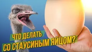 ГОТОВЛЮ СТРАУСИНОЕ 