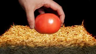 Time Lapse: 10 000 Mealworms vs Tomato