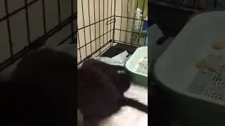 Чеховские коты
