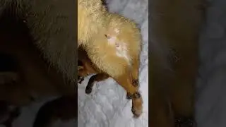 Отчёт Десятая добыта.