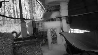 Rescued Barn Cats having fun playing together 🐈🐈 #rescue #trailcam #cats #catsplaying