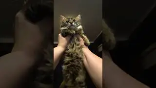 Ты моя 
