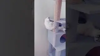 О кошачьей мяте.