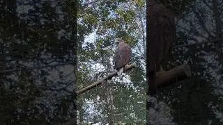 نسر   في حديقة الحيوان#الحيوانات#عالم_الحيوان#angle#angles#birdslover#نسر#orel#ostrava#zoo#shorts#