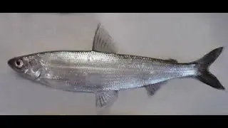 Увильды начало зимнего сизона!