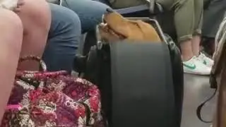 DOG IN BAG