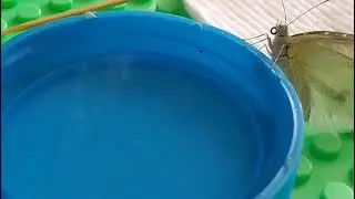 Годую вуличного метелика!🦋🤍😍 #метелик