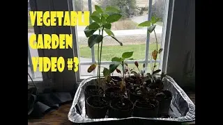 Ray's Vegetable Garden Video #3