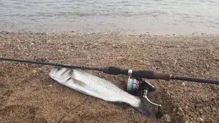 Wtd Aksiyonu Levrek Avı