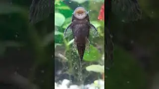 ✅ ОН БУДЕТ ЦЕЛОВАТЬ АКВАРИУМ ВЕЧНО!