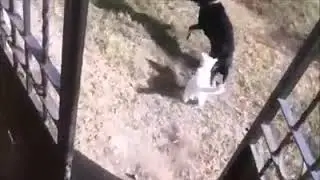 Страшнее кошки - зверя нет. Scary than a cat - there is no beast.