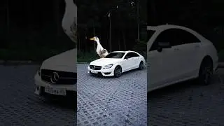 Как вам монтаж ? #cls63#videoedit#caredit#монтаж#эффекты