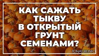 Как сажать тыкву в открытый грунт семенами? | toNature.Info