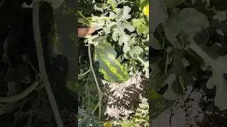 Арбузное поле 🍉