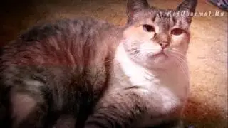 Что делать если кошку рвет? Советы ветеринара
