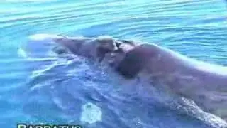 Ballena franca austral